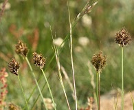 Carex abrupta