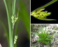 Carex abscondita