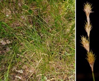 Carex albolutescens