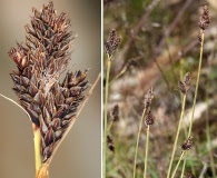 Carex albonigra