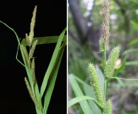 Carex amplifolia