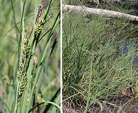 Carex aquatilis