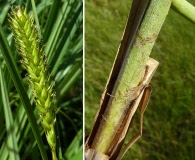 Carex atherodes