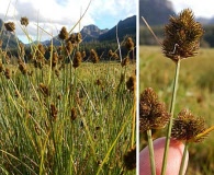 Carex athrostachya