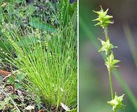 Carex atlantica