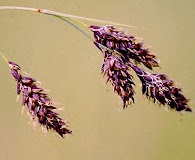 Carex atratiformis