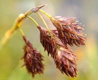 Carex atrofusca