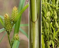 Carex aureolensis