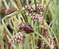 Carex bicolor