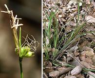 Carex brevicaulis