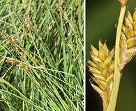 Carex canescens