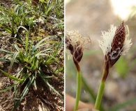 Carex concinnoides