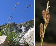 Carex congdonii