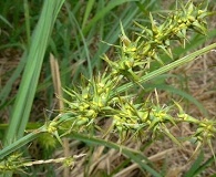 Carex crus-corvi