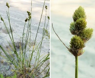 Carex cumulata