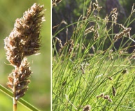 Carex cusickii