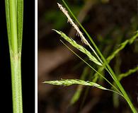 Carex debilis