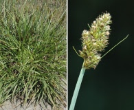 Carex densa