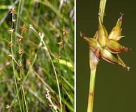 Carex echinata