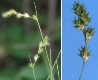 Carex echinodes