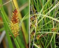 Carex exsiccata