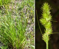 Carex fissa