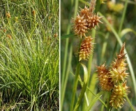 Carex flava