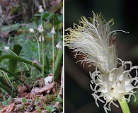 Carex fraseriana