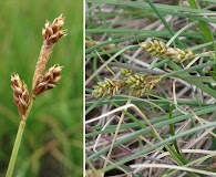 Carex glareosa