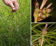 Carex globosa