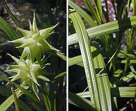 Carex grayi