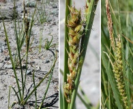 Carex halliana