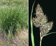 Carex heteroneura