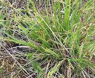 Carex krausei