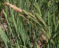 Carex lenticularis