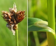 Carex leporina