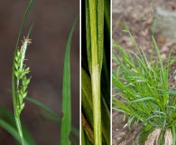 Carex leptonervia