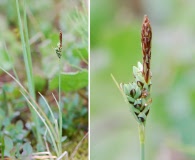 Carex livida