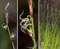 Carex lucorum