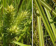 Carex lupuliformis