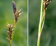 Carex luzulina