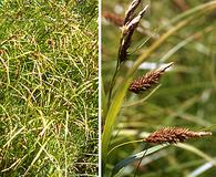 Carex lyngbyei