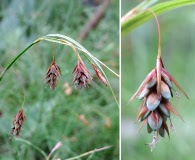 Carex magellanica