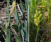 Carex meadii