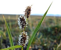 Carex membranacea