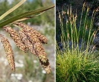 Carex mertensii