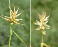 Carex michauxiana