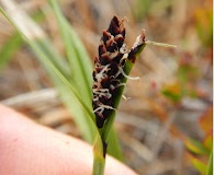 Carex microchaeta