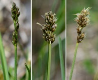 Carex muricata