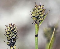 Carex norvegica